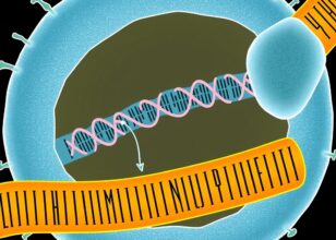 HIV Eliminated from Mice Using Gene Editing and Novel Drug Combo